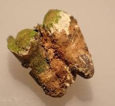 Attēlu rezultāti vaicājumam “Andricus quercuscorticis”