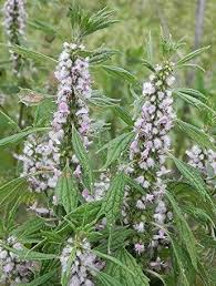 Attēlu rezultāti vaicājumam “Leonurus cardiaca leaf”