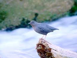 Attēlu rezultāti vaicājumam “Cinclus cinclus adult”