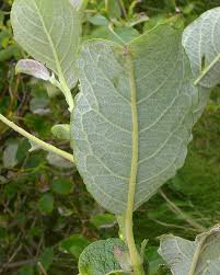 Attēlu rezultāti vaicājumam “Salix caprea leaf”