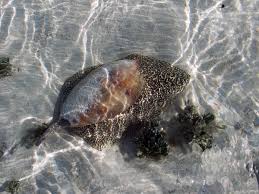 Attēlu rezultāti vaicājumam “Meloe sp. imago”