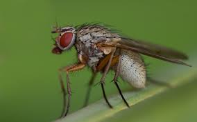 Attēlu rezultāti vaicājumam “Muscidae”