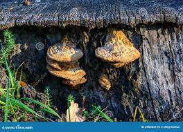 Attēlu rezultāti vaicājumam “Phellinus robustus”