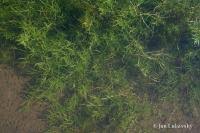 Attēlu rezultāti vaicājumam “Callitriche cophocarpa”