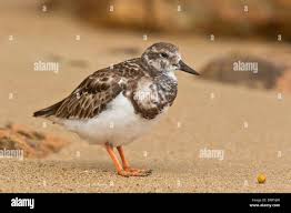 Attēlu rezultāti vaicājumam “Arenaria interpres adult”