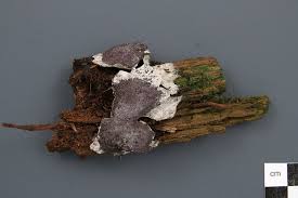 Attēlu rezultāti vaicājumam “Nectriopsis violacea”