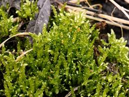 Attēlu rezultāti vaicājumam “Brachythecium rivulare”