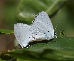 Attēlu rezultāti vaicājumam “Celastrina argiolus underside”