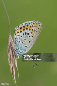 Attēlu rezultāti vaicājumam “Plebejus argus / Plebejus idas”