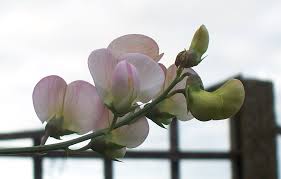 Attēlu rezultāti vaicājumam “Lathyrus latifolius bud”