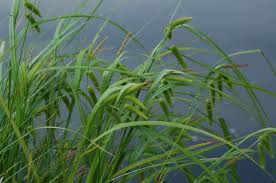 Attēlu rezultāti vaicājumam “Carex pseudocyperus”