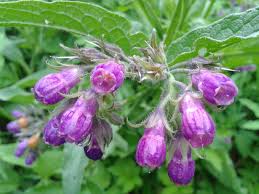 Image result for Symphytum officinale