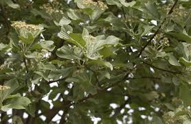 Attēlu rezultāti vaicājumam “Sorbus aria”