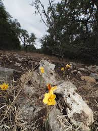 Attēlu rezultāti vaicājumam “Tubifera applanata”