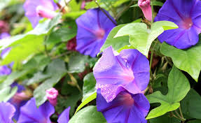 Image result for Prunkwinde