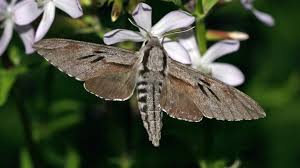 Attēlu rezultāti vaicājumam “Sphinx pinastri”