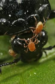 Attēlu rezultāti vaicājumam “Poecilochirus sp.”