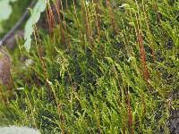 Attēlu rezultāti vaicājumam “Hygroamblystegium tenax”