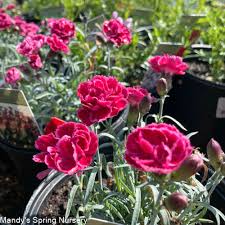 Image result for Dianthus