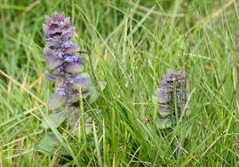 Attēlu rezultāti vaicājumam “Ajuga pyramidalis leaf”