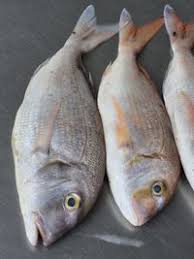 Image result for Pagrus pagrus