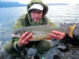 Image result for Salvelinus alpinus taranetzi