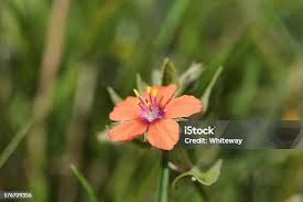 Attēlu rezultāti vaicājumam “Anagallis arvensis flower”