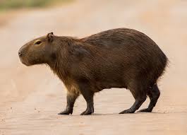 Attēlu rezultāti vaicājumam “Hydrochoerus hydrochaeris”