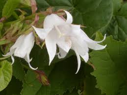 Attēlu rezultāti vaicājumam “Campanula latifolia leaf”
