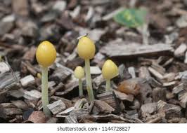 Attēlu rezultāti vaicājumam “Bolbitius vitellinus”