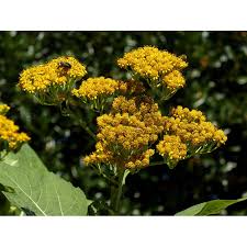 Attēlu rezultāti vaicājumam “Cribraria rubiginosa stalked”