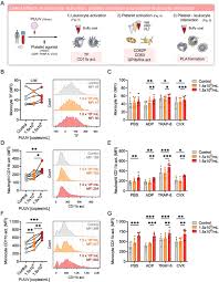 Image result for Sfânta Waltrude