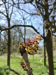 Attēlu rezultāti vaicājumam “Fraxinus excelsior Pendula female flower”