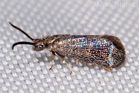 Attēlu rezultāti vaicājumam “Eriocraniidae”