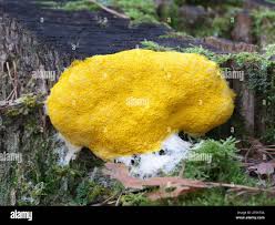 Attēlu rezultāti vaicājumam “Fuligo candida plasmodium”