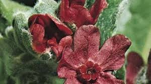 Attēlu rezultāti vaicājumam “Cynoglossum officinale fruit”