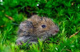 Attēlu rezultāti vaicājumam “Microtus agrestis”