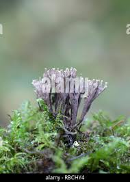 Attēlu rezultāti vaicājumam “Thelephora palmata”