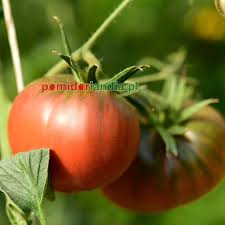 Afbeeldingsresultaat voor black sea man tomato