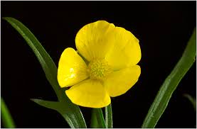 Attēlu rezultāti vaicājumam “Ranunculus acris”