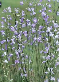 Image result for Campanula patula