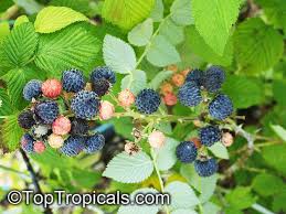 Attēlu rezultāti vaicājumam “Rubus nessensis fruit”