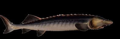 Image result for Huso brevirostrum