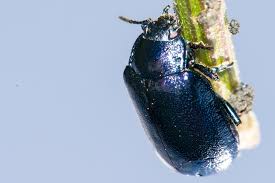 Attēlu rezultāti vaicājumam “Linaeidea aenea”