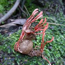 Attēlu rezultāti vaicājumam “Cordyceps farinosa”