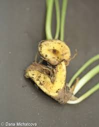 Attēlu rezultāti vaicājumam “Corydalis cava fruit”