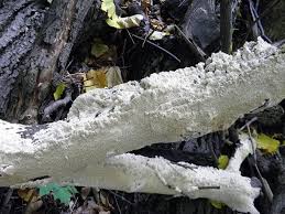 Attēlu rezultāti vaicājumam “Irpex lacteus”