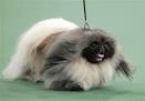 Pekingese becomes America's top dog at Westminster | NOLA.