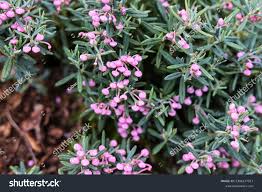 Attēlu rezultāti vaicājumam “Andromeda polifolia flower”