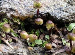Attēlu rezultāti vaicājumam “Gyroweisia tenuis”